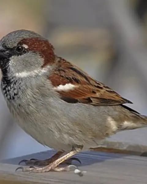 Portret — Wróbelek Elemelek